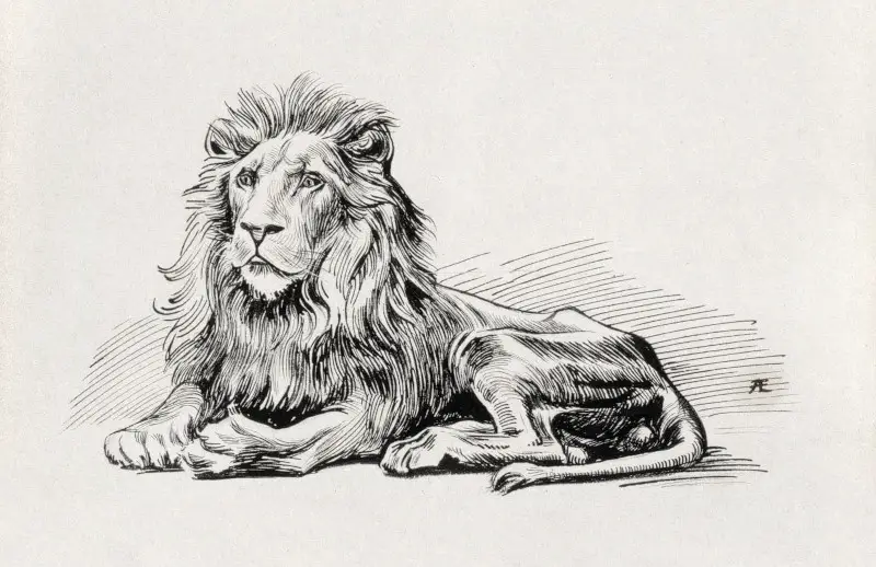 Vintage Lion Illustration by Albert Edelfelt